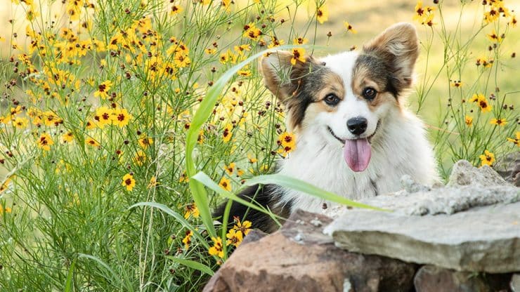 hhcorgi gents img hhcorgi gents img