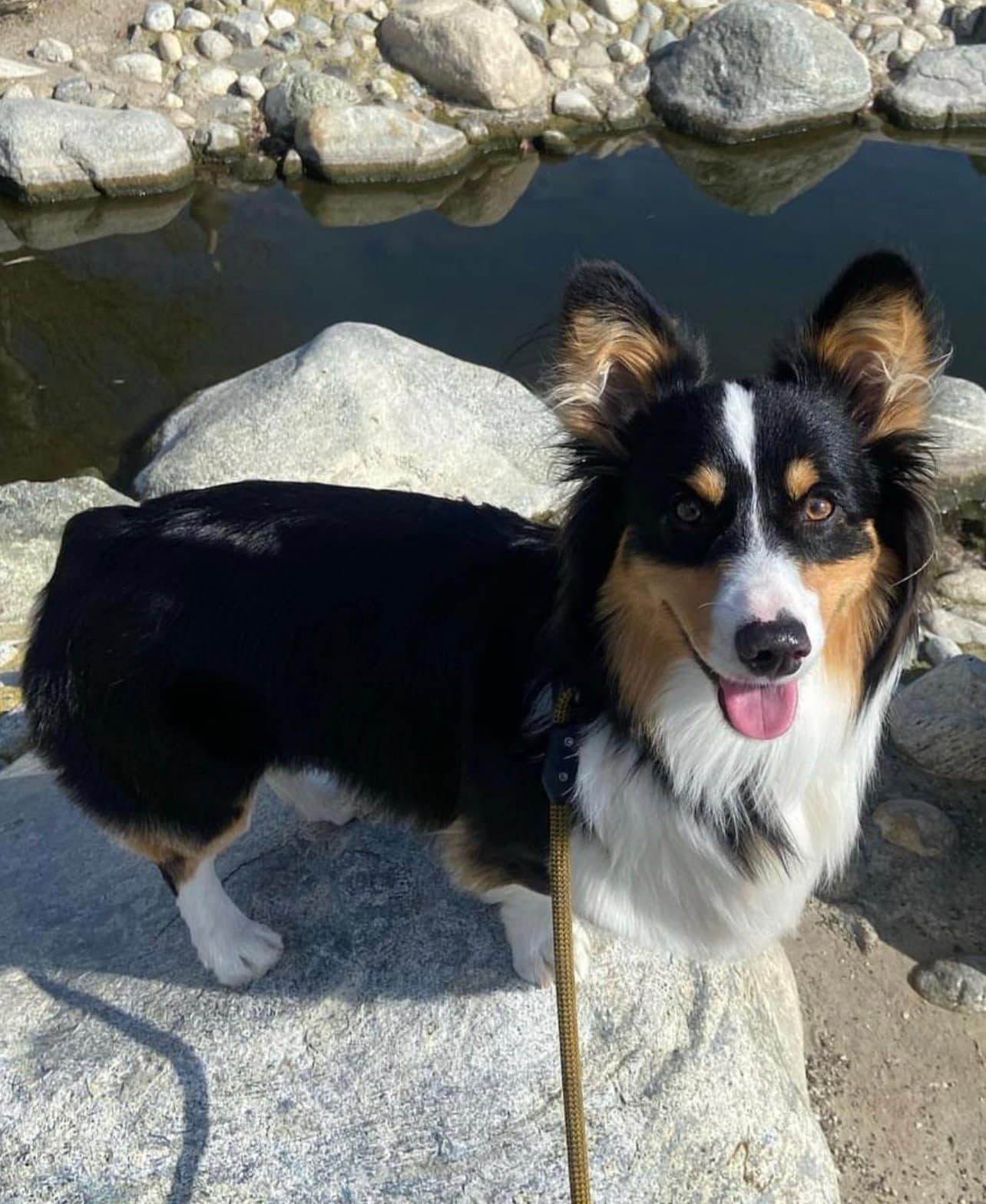 Black Tri Fluffy Corgi