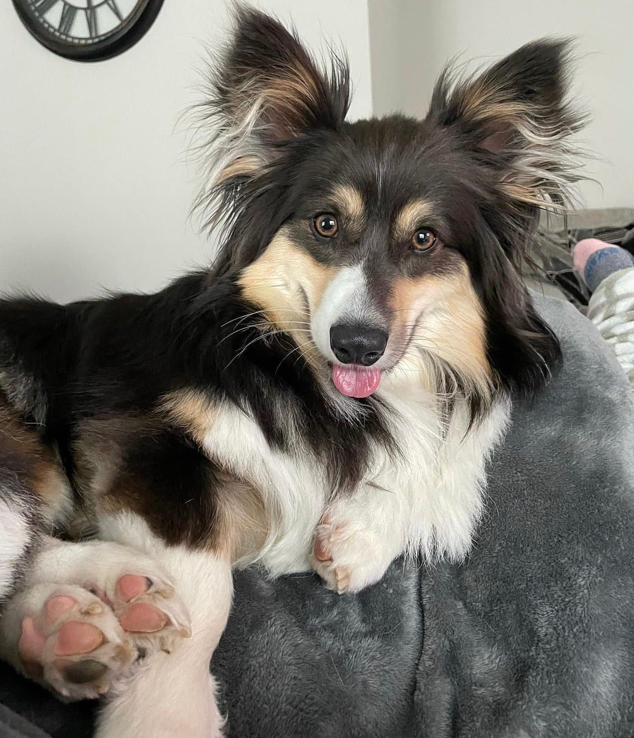 Bluie Balck Tri Fluffy COrgis