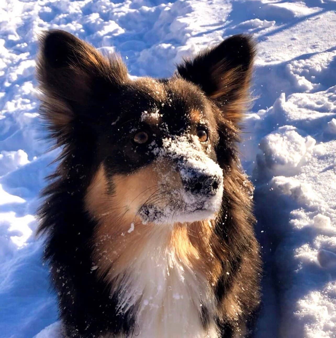 Bluie Black Tri Fluffy Corgi