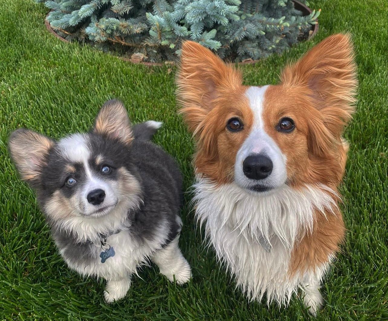 Bluie Black Tru And Red Fluffy Corgi
