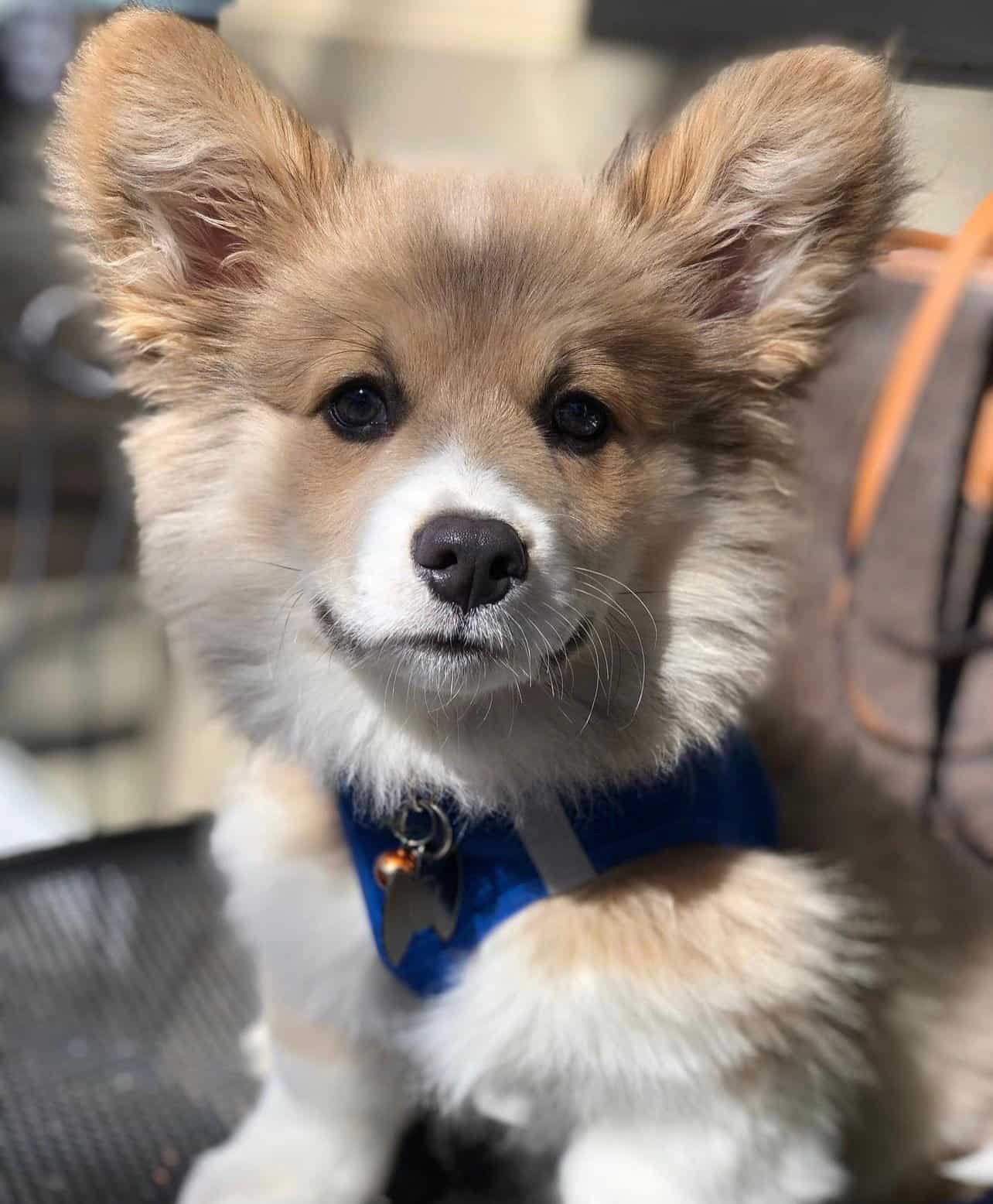 Bluie Sable Fluffy Corgi