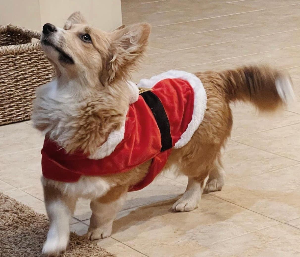 Bluie Sable Fluffy Corgi