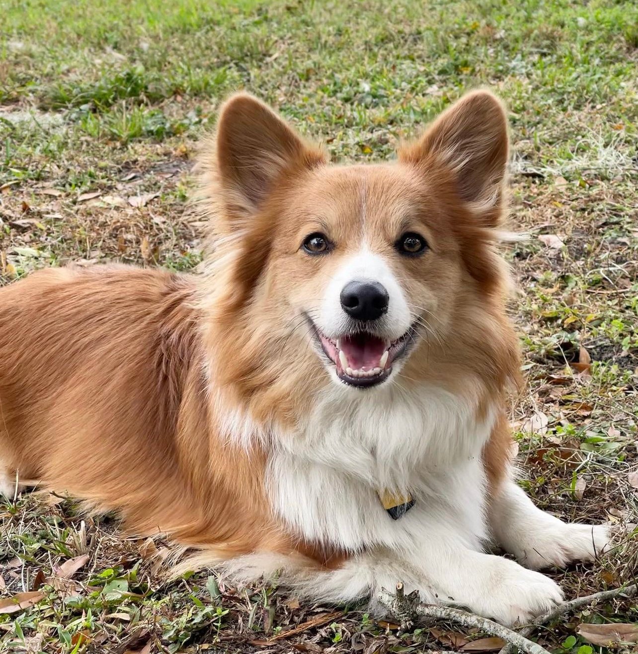 Bluie Sable Fluffy Corgi