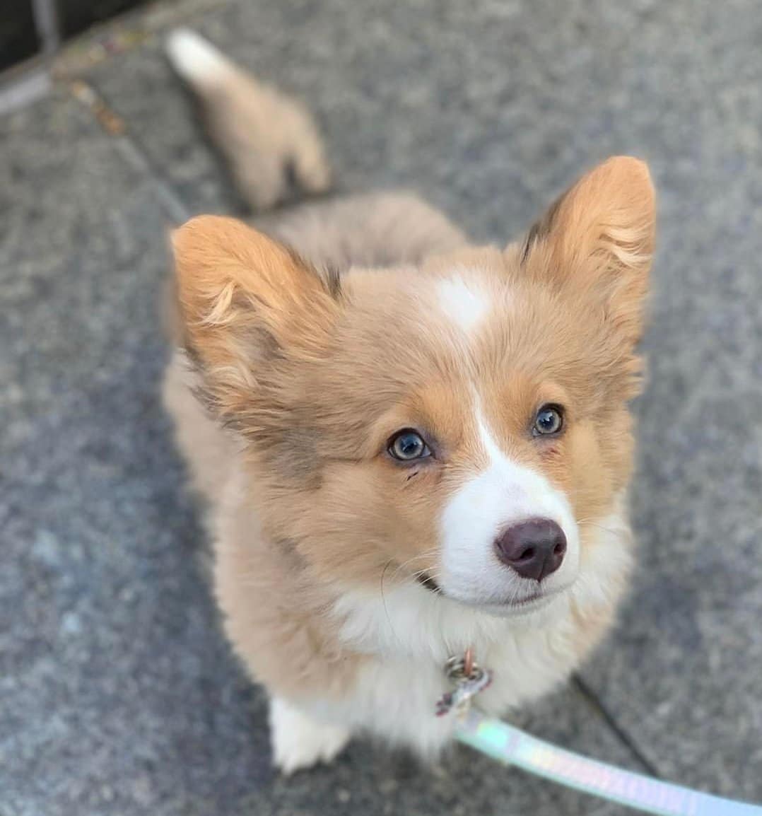 Bluie Sable Fluffy Corgi