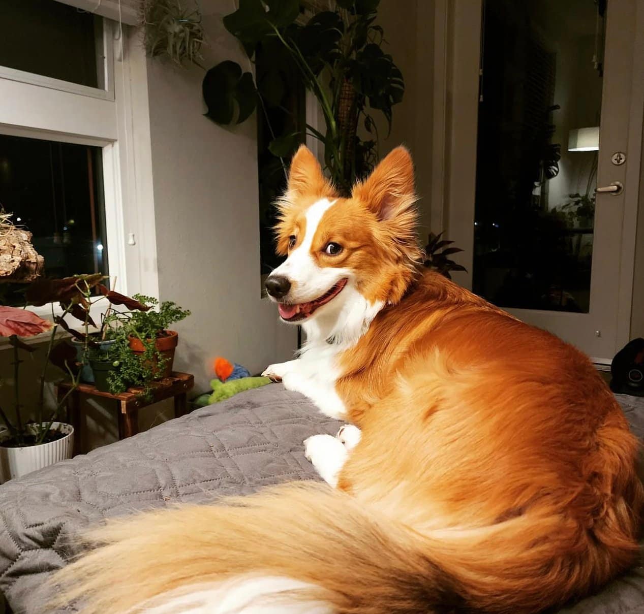 Red Fluffy Corgi