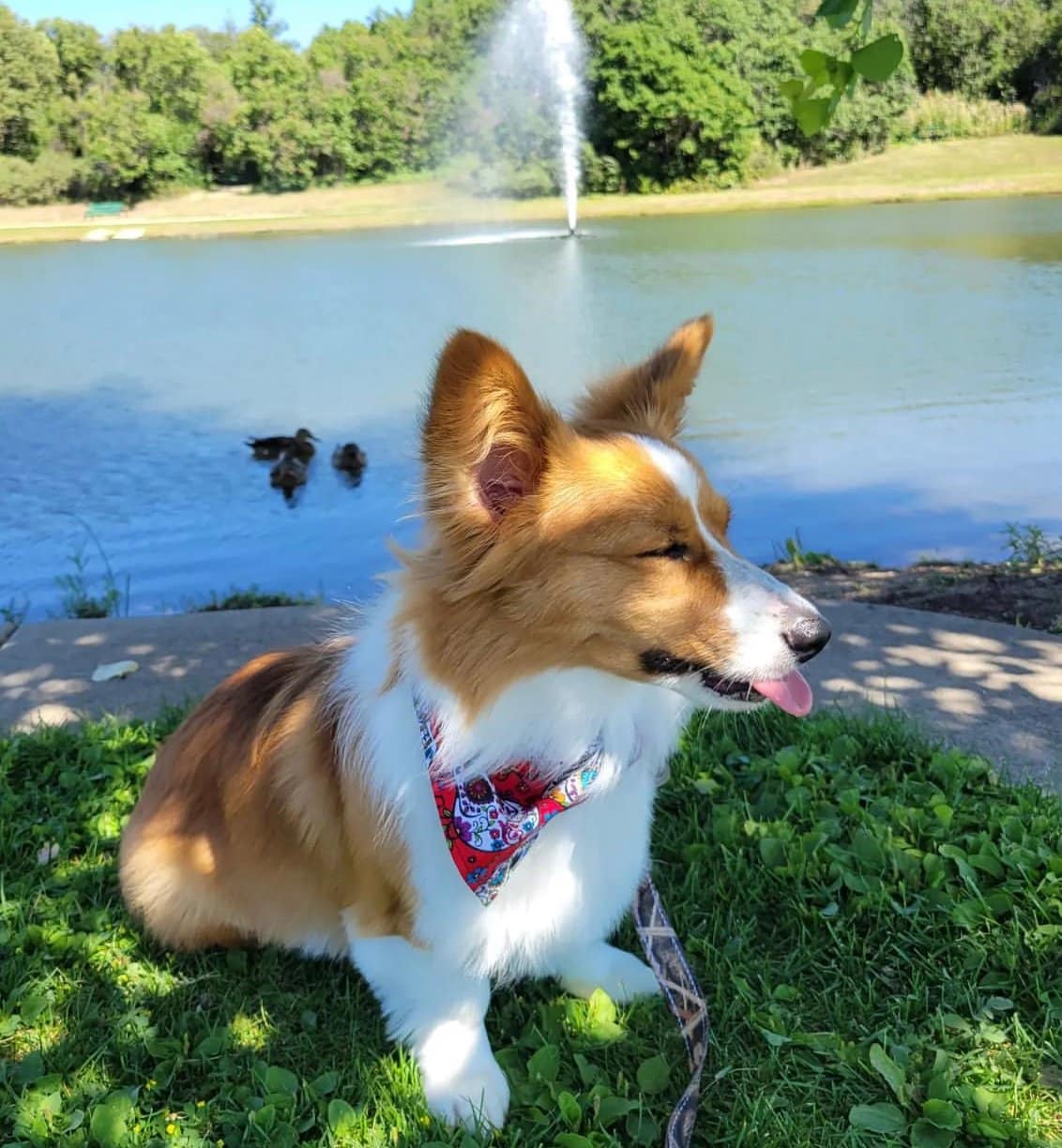 Red Fluffy Corgi