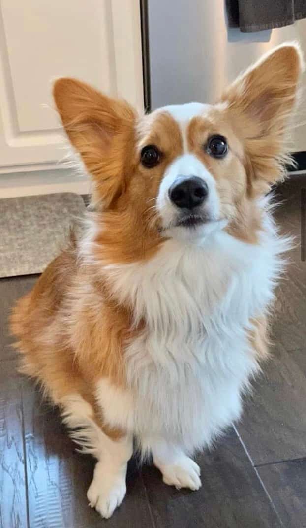 Red Fluffy Corgi