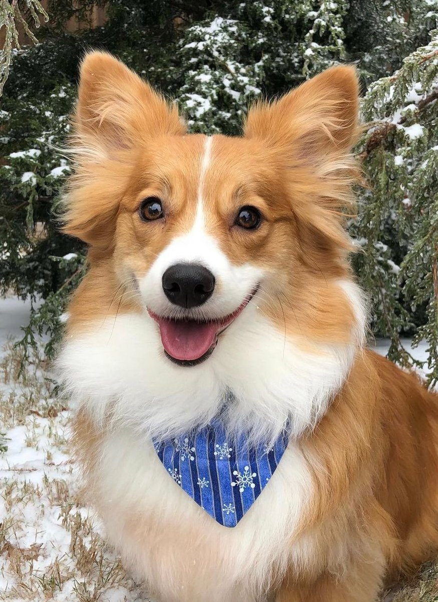 Red Fluffy Corgi