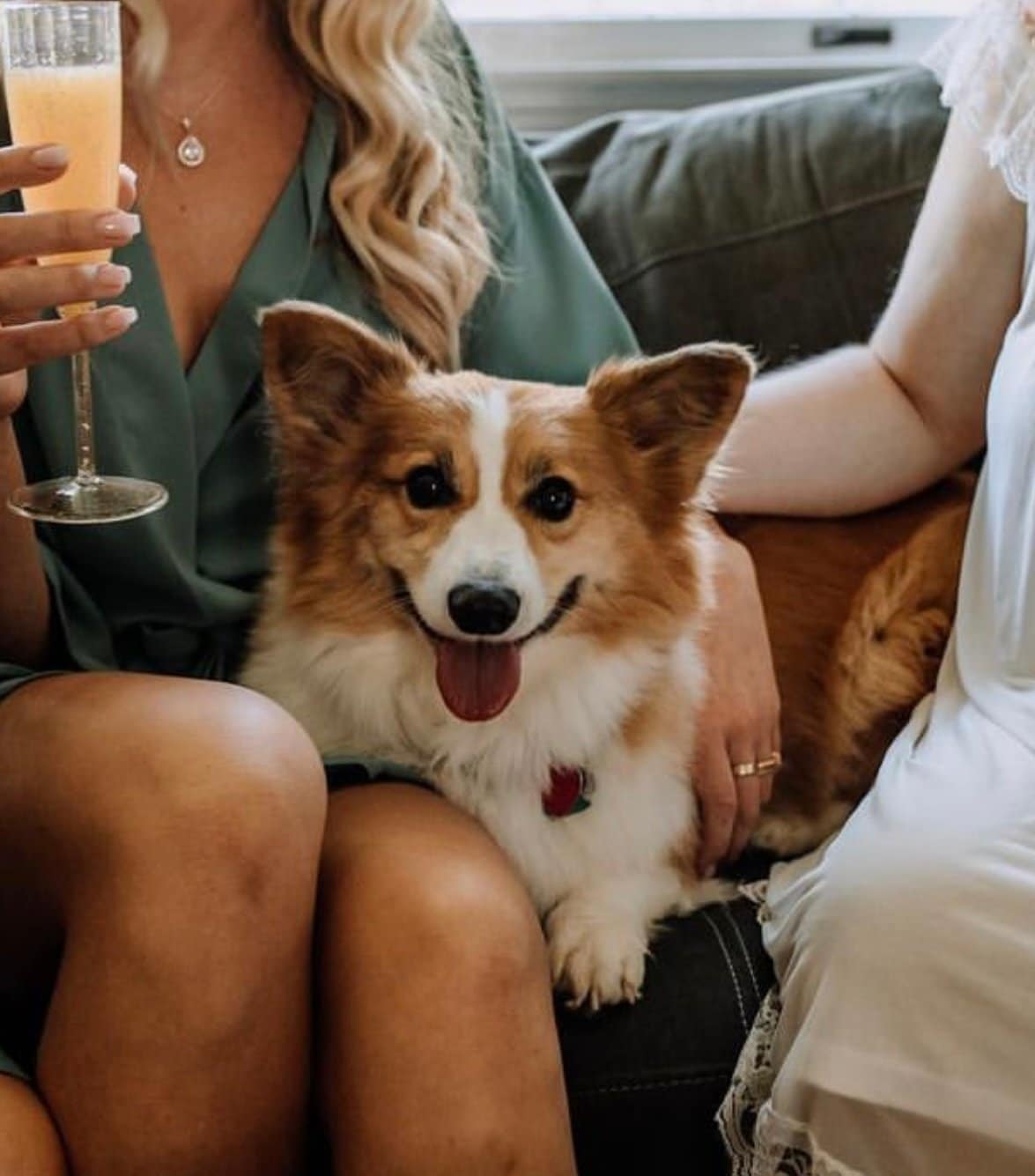 Red Sable Fluffy Corgi