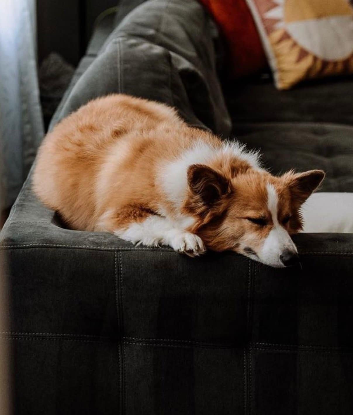 Red Sable Fluffy Corgi