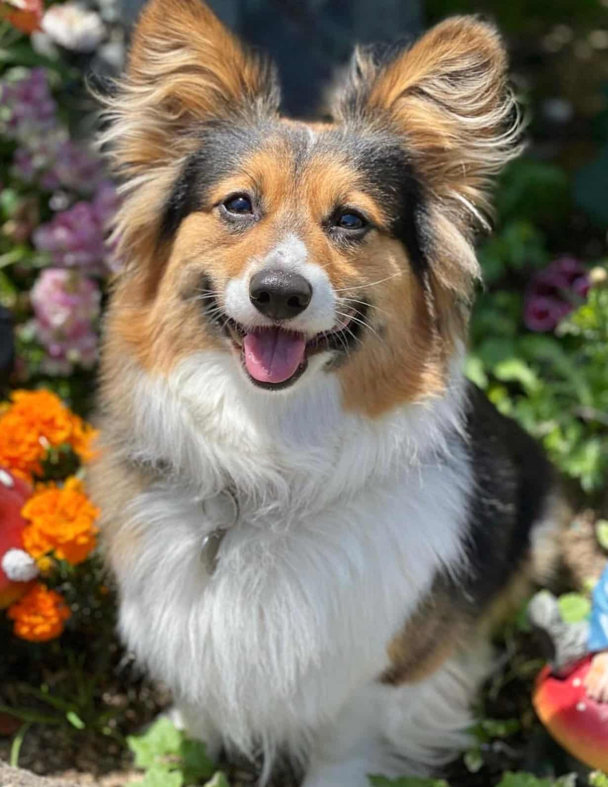 Red Tri Fluffy Corgi