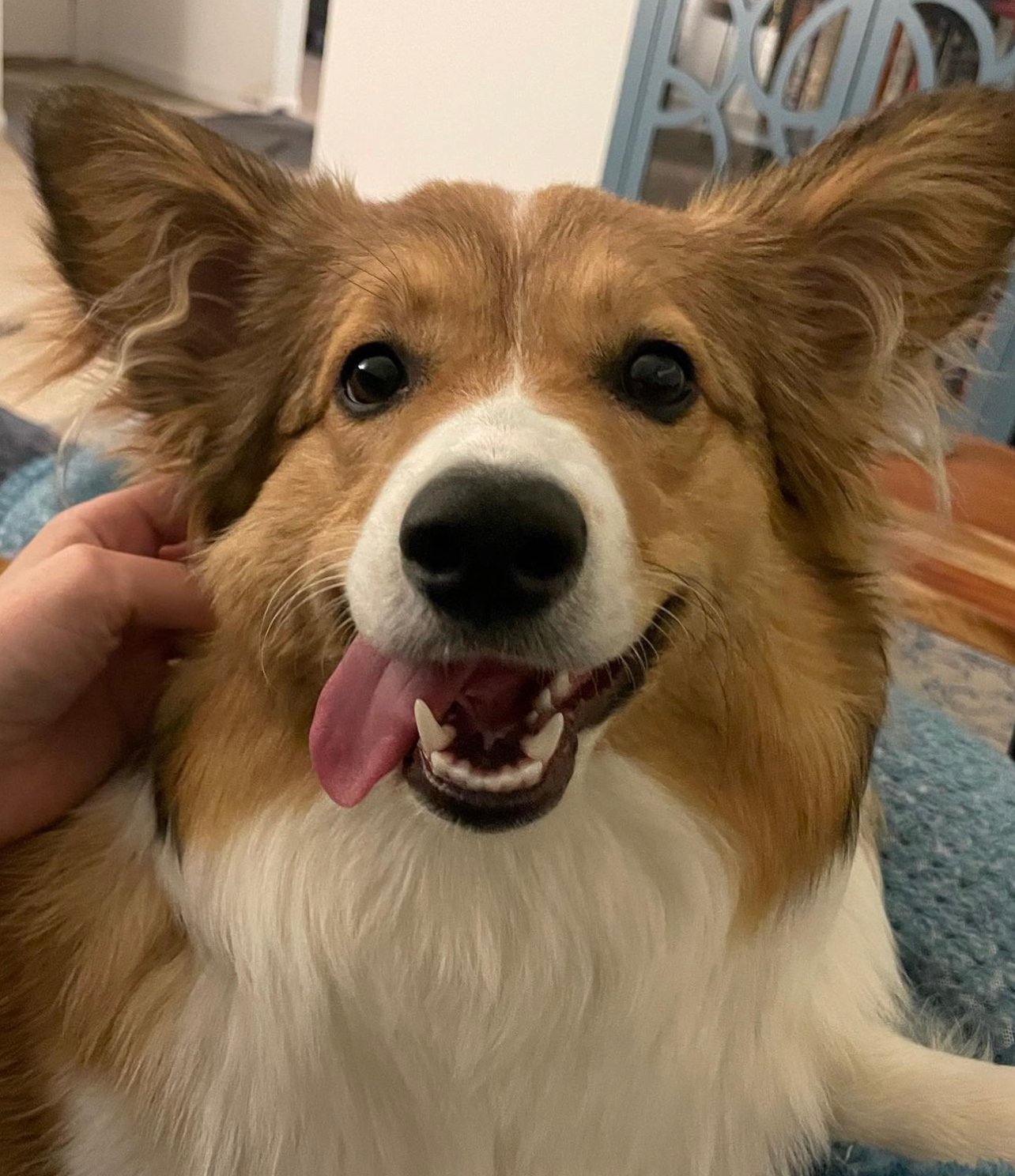 Sable Fluffy Corgi