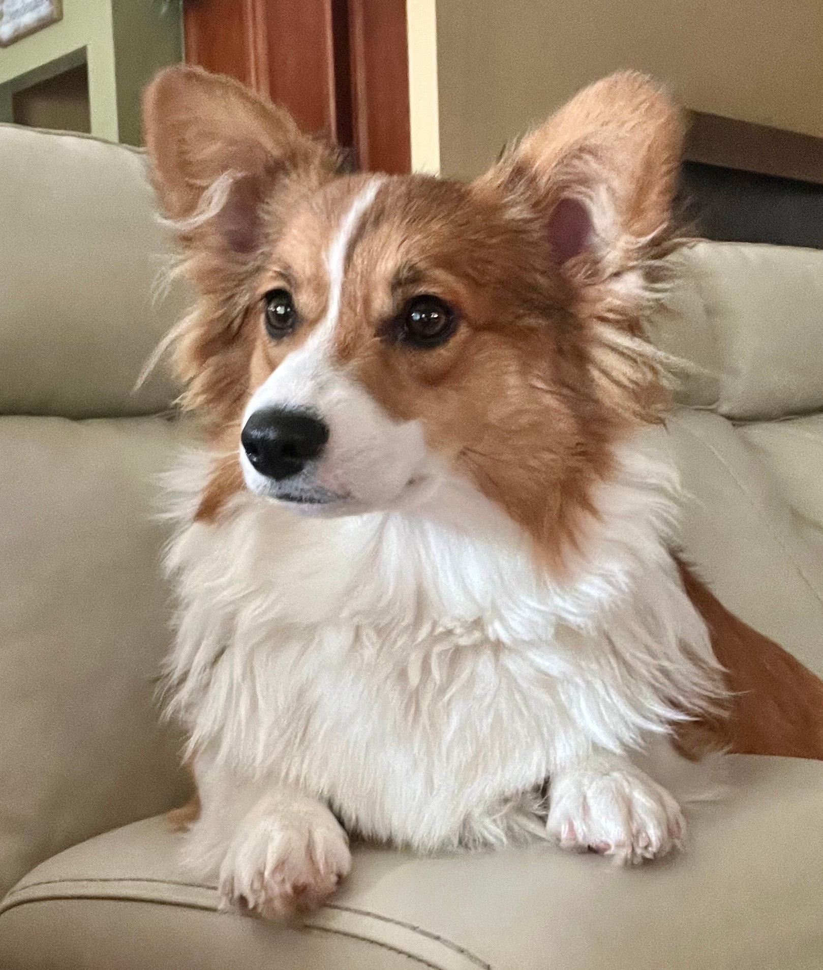 Sable Fluffy Corgi