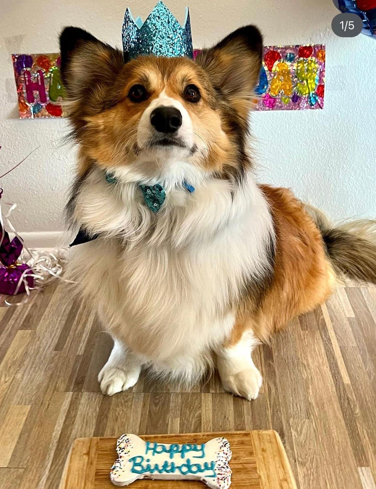Sable Fluffy Corgi