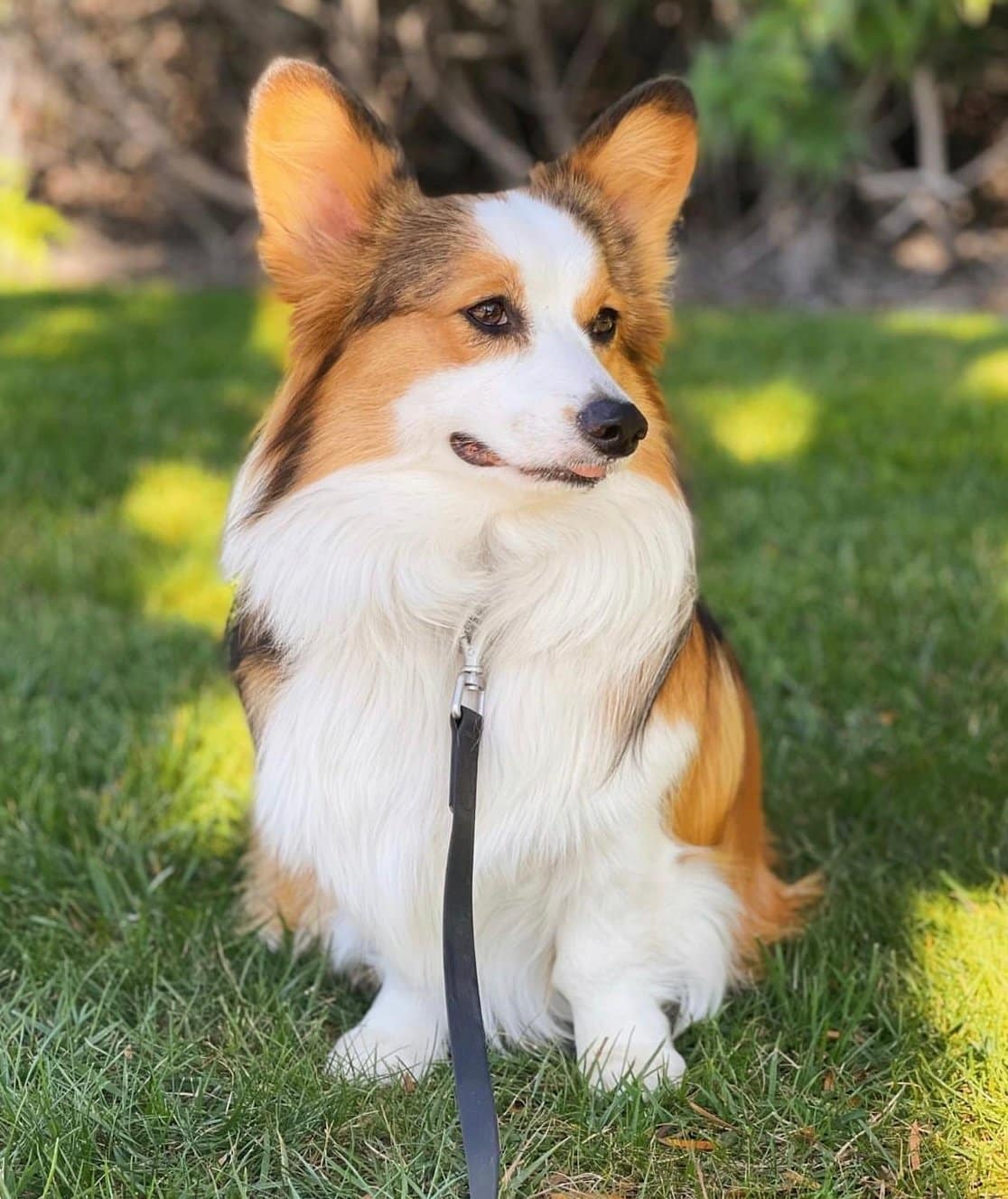 Sable Fluffy Corgi