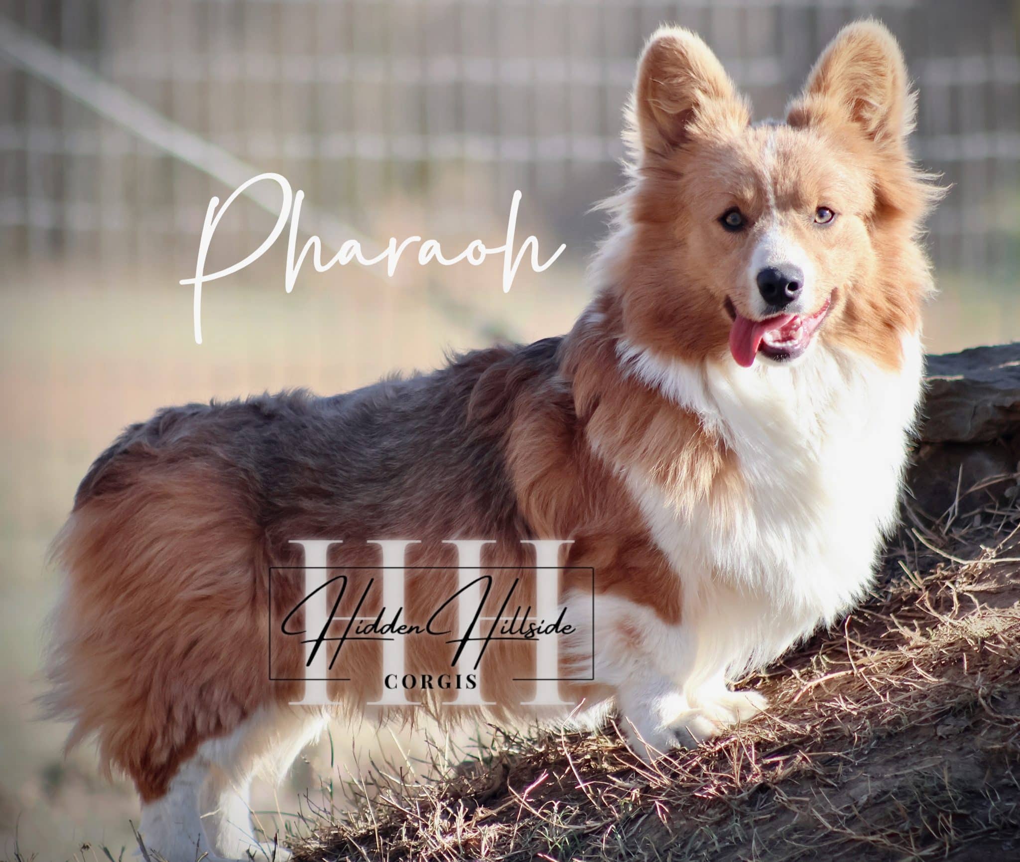 Pharaoh